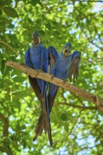 Two blue parrots resting together on a tree branch in a tropical environment, Hyacinth Macaw