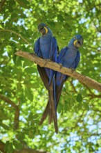 Pair of blue parrots sitting close together on a branch surrounded by dense foliage, Hyacinth Macaw