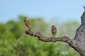 Two owls sitting on a branch in front of a blurred green background under a blue sky, Burrowing Owl
