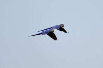 Two flying Hyacinth Macaws in front of a bright blue sky, symbolising freedom in nature, Hyacinth