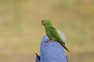 Green parrot sitting in quiet contemplation on a railing in peaceful surroundings, Blue-headed