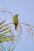 Green parrot sitting alertly on a branch with clear sky in the background, Blue-headed Parakeets or