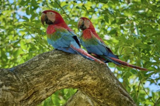 Green-winged Macaw, or Dark Red Macaw (Ara chloroptera), Two birds sitting on a branch amidst lush