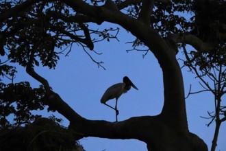 A bird sits silhouetted on a branch against a blue evening sky, Jabiru (Jabiru mycteria), Pantanal,