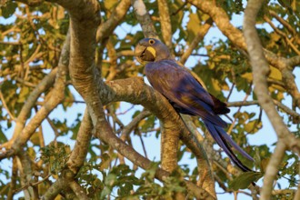 A parrot resting on a branch during the golden hour surrounded by leaves, Hyacinth Macaw