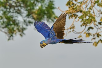 A blue parrot flies through the air in front of a background of branches, Hyacinth Macaw