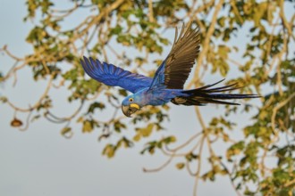 Blue parrot in flight in front of a tree in the background, Hyacinth Macaw (Anodorhynchus