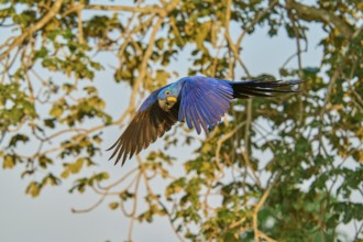 A blue parrot flies in front of trees in the background, Hyacinth Macaw (Anodorhynchus
