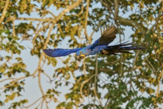 A blue parrot flies against a background of trees, Hyacinth Macaw (Anodorhynchus hyacinthinus),