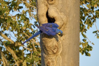 Blue parrot climbing on a tree trunk in front of a breeding den, Hyacinthine Macaw (Anodorhynchus