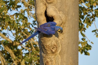 A blue parrot sitting on a tree trunk in front of a breeding den in sunny weather, Hyacinth Macaw