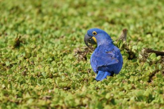 A blue parrot on a green background, looking backwards, on the shore of a lake with water lettuce