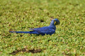 A blue parrot sits amidst green vegetation on the shore of a lake with water lettuce and drinks