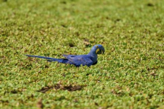Calm resting of a blue parrot on green, shore area of a lake with water lettuce and drinking water,