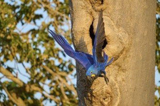 A blue parrot flies away from a nesting hole in a tree trunk, Hyacinth Macaw (Anodorhynchus