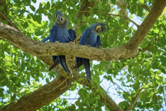 Pair of blue parrots on a high branch, surrounded by dense green foliage, Hyacinth Macaw