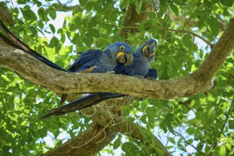 Two blue parrots resting on a curved branch in the midst of green vegetation, Hyacinth Macaw