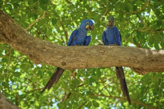 Two blue parrots resting on a thick tree trunk, surrounded by shade and foliage, Hyacinth Macaw