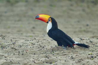 A toucan with an elongated beak poses on the sandy ground, giant toucan (Ramphastos toco),