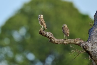 Two owls standing side by side on a branch against a green background, Burrowing Owl (Athene