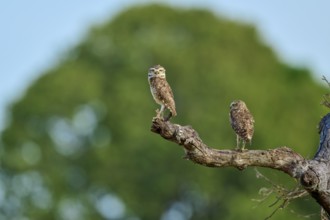 Two owls on a branch with blurred green background and bright sky, Burrowing Owl (Athene