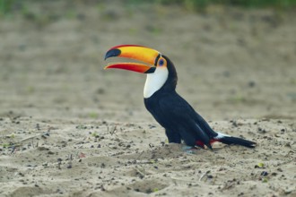 A toucan with a large, colourful beak on sandy ground, giant toucan (Ramphastos toco), Pantanal,