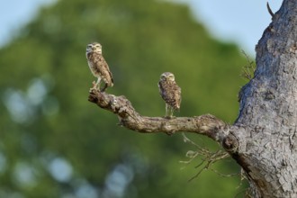 Two owls resting on a branch, surrounded by a blurred background and a clear sky, Burrowing Owl
