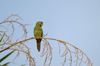 Green parrot sitting peacefully on a branch with blue sky in the background, Blue-headed Parakeets
