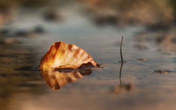 Autumn leaf of a beech (Fagus sylvatica), leaf floats in a shallow puddle of water with clear