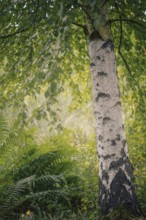 Birch (Betula sp.), white birch trunk with dark bark markings in fern undergrowth, soft diffuse