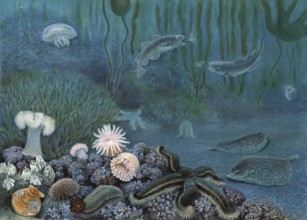Symbolic image of marine fauna, includes the entire animal world in the marine habitat, authentic