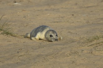 Grey seal (Halichoerus grypus) juvenile baby pup animal resting on a sandy beach in winter,