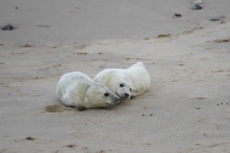 Grey seal (Halichoerus grypus) two juvenile baby pup animals on the sand of a beach in winter,