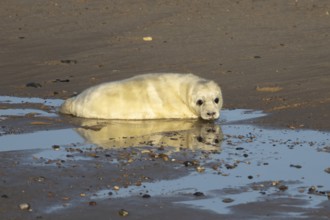 Grey seal (Halichoerus grypus) juvenile baby pup animal with its reflection in water on a beach in