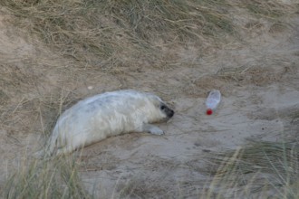Grey seal (Halichoerus grypus) juvenile baby pup animal resting on a sand dune on a beach in winter