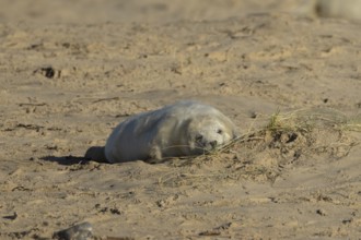 Grey seal (Halichoerus grypus) juvenile baby pup animal sleeping on a sandy beach in winter,