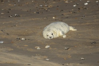 Grey seal (Halichoerus grypus) juvenile baby pup animal sleeping on the sand of a beach in winter,