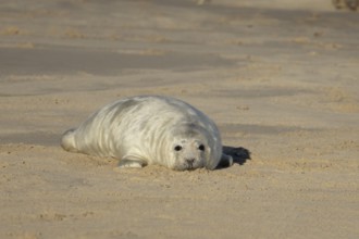 Grey seal (Halichoerus grypus) juvenile baby pup animal resting on the sand of a beach in winter,