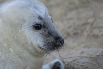 Grey seal (Halichoerus grypus) juvenile baby pup animal head portrait in winter, England, United