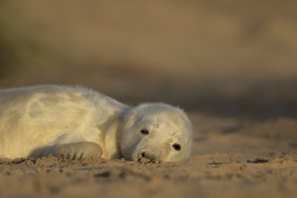 Grey seal (Halichoerus grypus) juvenile baby pup animal sleeping on a sand dune on a beach in