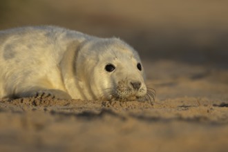 Grey seal (Halichoerus grypus) juvenile baby pup animal resting on a sand dune by a beach in