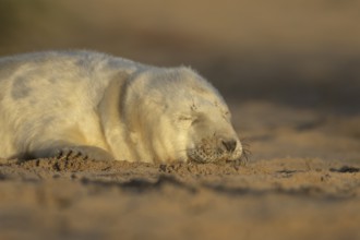 Grey seal (Halichoerus grypus) juvenile baby pup animal sleeping on a sand dune on a beach in