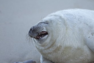 Grey seal (Halichoerus grypus) sleepy juvenile baby pup animal yawning on a sandy beach in winter,