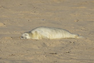Grey seal (Halichoerus grypus) juvenile baby pup animal sleeping on a sandy beach in winter,