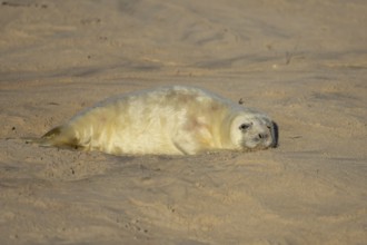 Grey seal (Halichoerus grypus) juvenile baby pup animal resting on a sandy beach in winter,