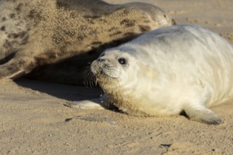 Grey seal (Halichoerus grypus) juvenile baby pup animal on a sandy beach in winter, England, United