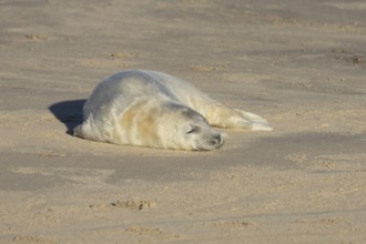 Grey seal (Halichoerus grypus) juvenile baby pup animal sleeping on a sandy beach in winter,