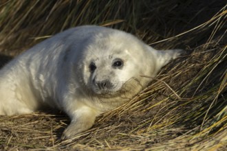Grey seal (Halichoerus grypus) juvenile baby pup animal resting in a sand dune by a beach in