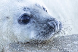 Grey seal (Halichoerus grypus) juvenile baby pup animal resting its head on a sea defence wall on a