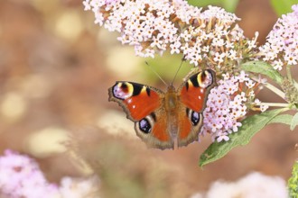 Peacock butterfly (Inachis io) sucking nectar on butterfly bush (Buddleja davidii), in a natural